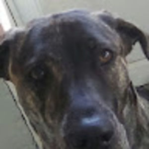 Meet your Posher, Hyudlet